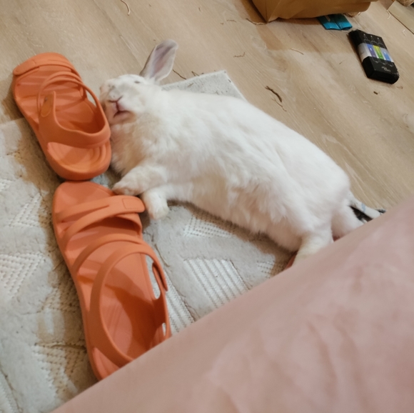 Meet your Posher, Emma - Picture 5 of 9